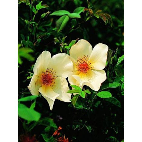 Rosier arbuste 'Golden Wings' Pot de 4L/5L