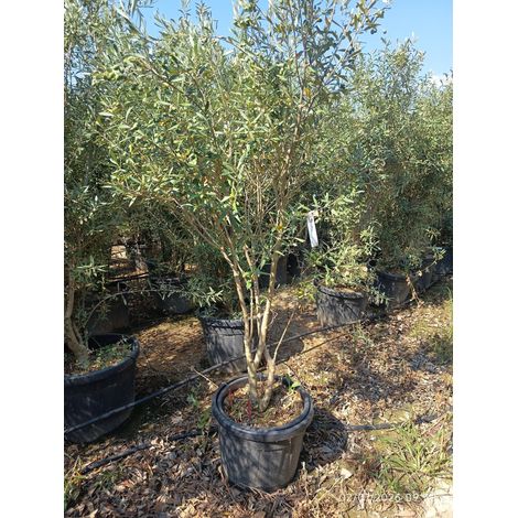 OLEA EUROPAEA ORNAM. MULTITRONCO 45 CIPRESSINO