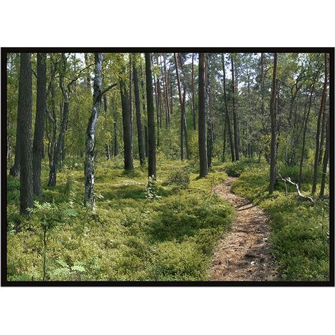 Póster con marco 53x73 cm Bosque P1898 (1/3)
