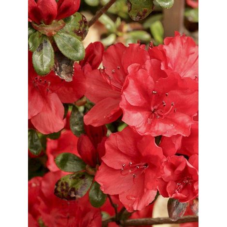 Azalée japonaise 'Ardeur' Pot de 2L/3L (1/3)
