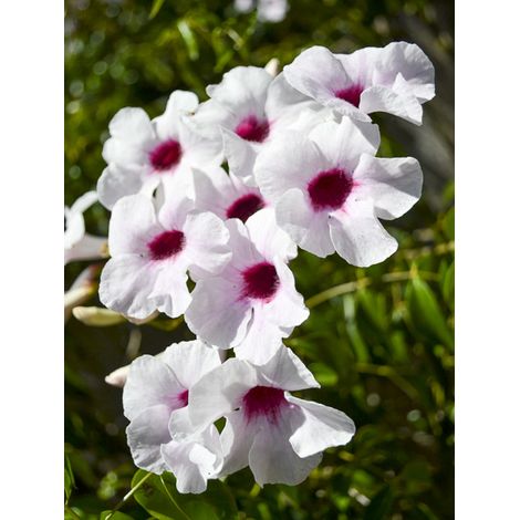 Bignone faux-jasmin 'Blanc' Pot de 2L/3L