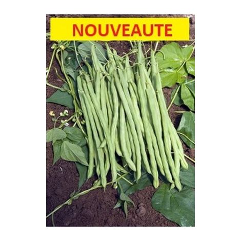 Haricot à rames mangetout MONTE CRISTO – Gousses de 25 cm – Précoce – Semis mi-mai à mi-juillet – Récolte de juillet à octobre – Graines Bocquet