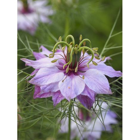 Nigelle 'Persian Rose' le sachet de 350 graines (1g) (1/2)
