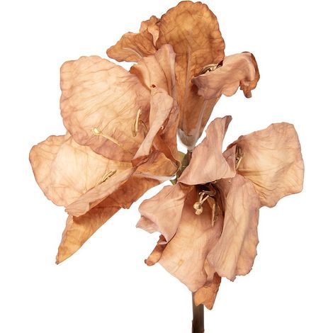 Fleur Artificielle Décorative pour Intérieur en Plastique Marron et Beige 65 cm - PANGIVO (1/2)