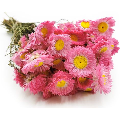 Getrockneter Suchlin - Suchołuska - (Acroclinium) - Rosa (1/5)