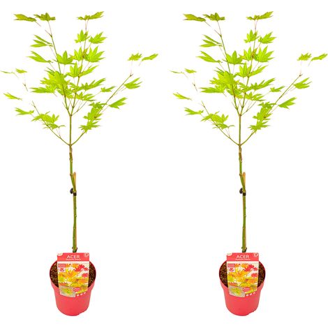 Bloomique - Lot de 2 - Acer Shirasawanum Moonrise - Érable du Japon sur tronc - Plantes de jardin - Arbre - Rustique - 80-100 cm de haut - Pot 19 cm