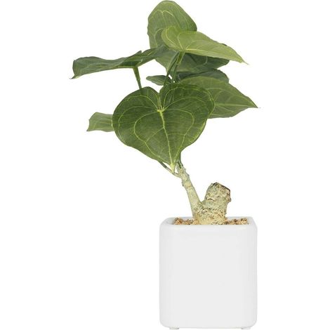 Plante artificielle pot carré blanc mat 26 cm (1/3)