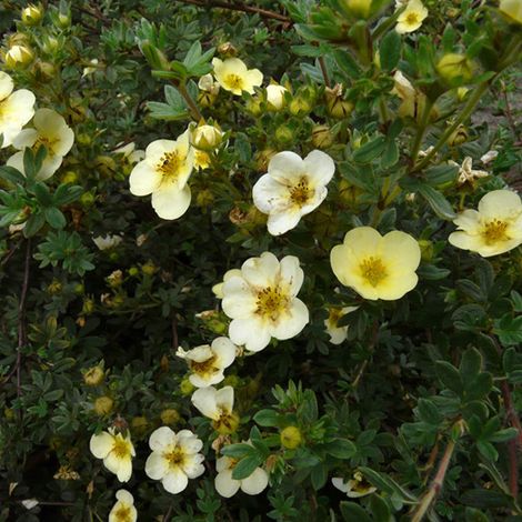 Potentille arbustive 'Primrose Beauty' - 25-30 cm pot