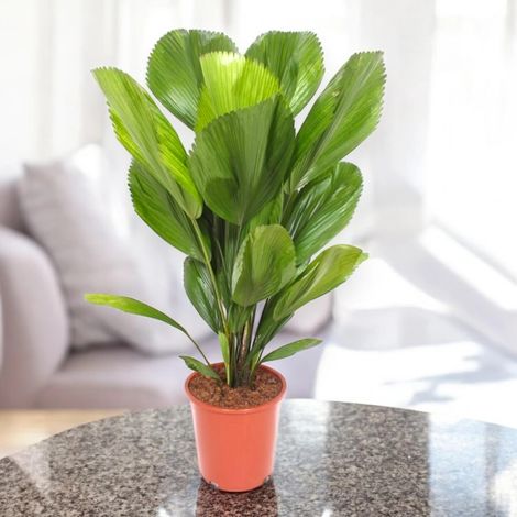 Gardenaria Licuala - Pianta da interno ornamentale - Altezza: 80 cm (vaso 19) (1/5)