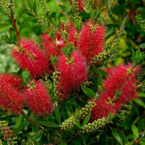 Rince-bouteilles Mini Red®, Callistemon/Pot de 3L - 20/40 cm