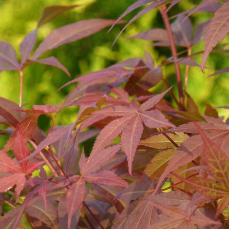 Érable palmé vin rouge - Acer palmatum redwine 40cm