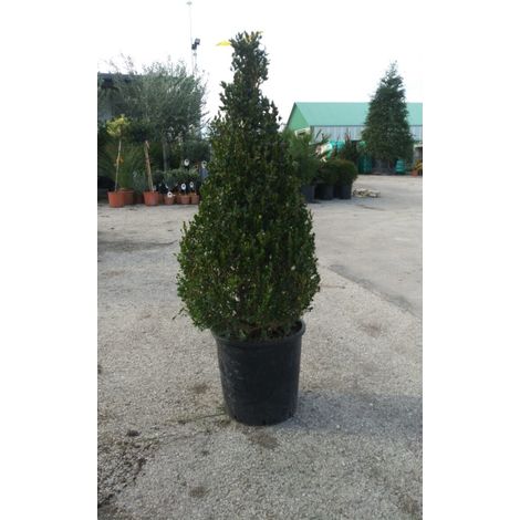 PIANTA DI BUXUS BOSSO FAULKNER A PIRAMIDE vaso cm30 ALTEZZA 80/100 (foto reale)