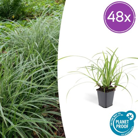 Lot de 48 Carex morrowii 'Ice Dance' Couvre-sol Persistant Herbe Ornementale Pot Ø 9 cm - PANGIVO (1/5)