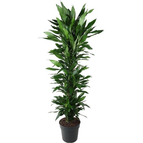 Dracaena Janet Lind Plante d'Intérieur Ramifiée Vert Foncé 170 cm Pot ø34 cm - PANGIVO (1/4)