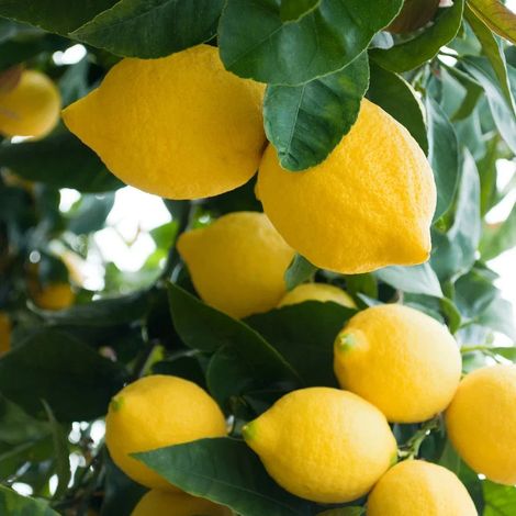 PIANTA DI LIMONE 4 STAGIONI/LUNARIO/RIFIORENTE in vaso 24 - età 3/4 anni