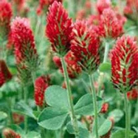 Trèfle Fleurs Rouge Foncé Tige (1/2)