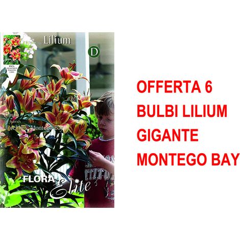 BULBI AUTUNNALI OFFERTA 6 BULBI LILIUM GIGANTE MONTEGO BAY BULBS BULBES