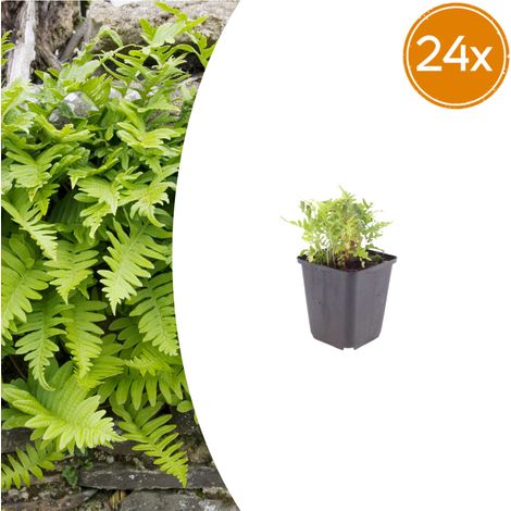 Lot de 24 Fougères Polypodium vulgare Persistantes Vert Brillant 10-25 cm Pot Ø9 cm - PANGIVO (1/5)