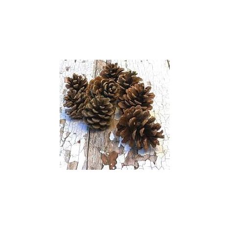 Natürliche Tannenzapfen - 10 Stück (6-8cm) Echte Tannenzapfen zum Basteln, rustikale Dekoration, Herbst- & Weihnachtsdekorationen (1/3)