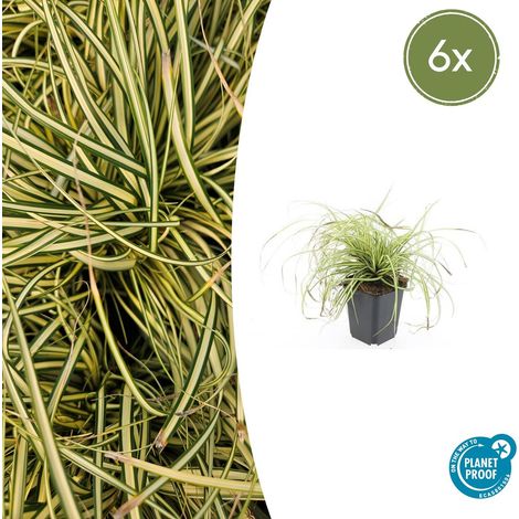 Lot de 6 Carex oshimensis Evergold - Graminée Ornementale Couvre-sol - 10-25 cm - Ø 9 cm - PANGIVO (1/5)