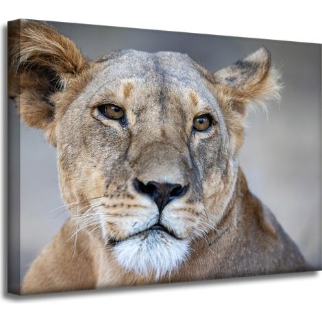 Impression sur toile Animaux Lionne 40x30 cm