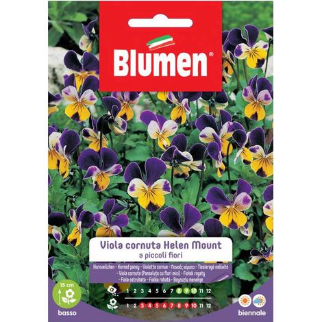 SEMI VIOLA HELEN MOUNT BLUMEN