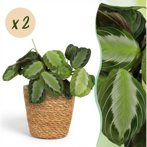 Maranta Fascinator Silverband - Lot de 2 Plantes d'Intérieur avec Panier - Pot 12 cm - 25 cm - PANGIVO (1/5)