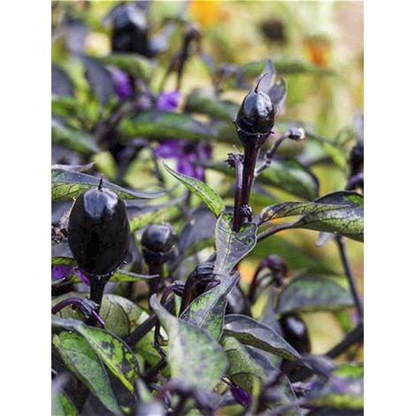 Piment 'Purple' Sachet de 30 graines