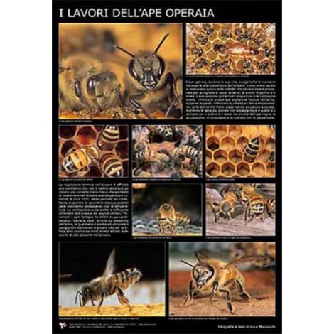 Poster fotografico i lavori dell'ape operaia cm. 60x90