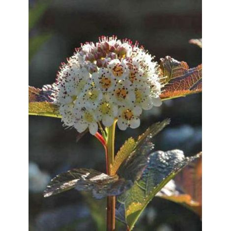 Physocarpe à feuilles d'Obier 'Summer Wine'® Pot de 3L/4L (1/3)
