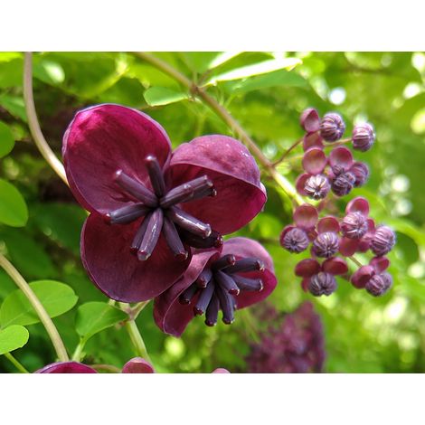 Gardenaria Akebia quinata - Pianta rampicante ornamentale da esterno - Altezza: 100/120cm (vaso 19)