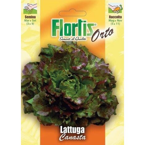 LATTUGA CANASTA