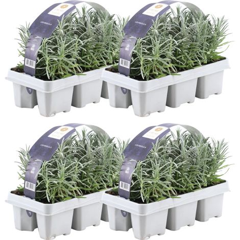 Lot de 24 Lavandes Angustifolia - Lavande Vraie Parfumée pour Bordure et Jardin - Violet - H 15 cm - PANGIVO (1/3)