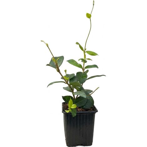 1 pianta di Trachelospermum asiaticum Chili & Vanilla in vaso 9x9cm (1/3)