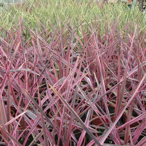 Cordyline australe Pink Passion® 'Seipin'/Pot de 4L - 40/60 cm (1/4)