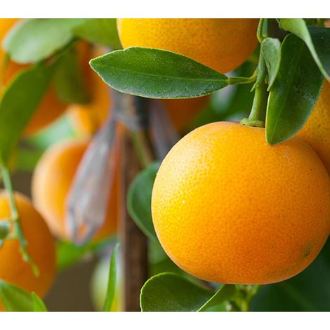 Naranjo Navelina - Variedad de naranja de mesa por excelencia - Pack de 4 unidades
