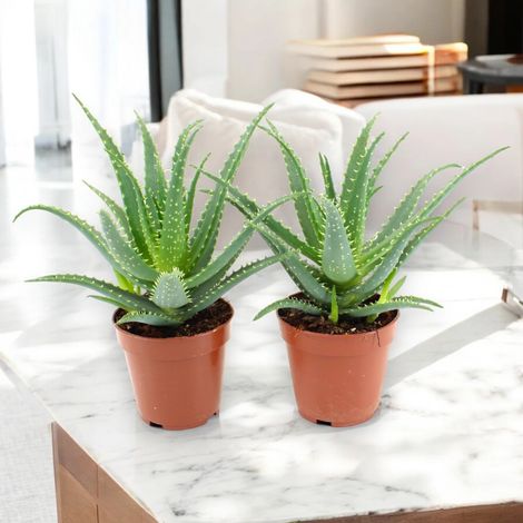 Gardenaria Aloe arborescens - Pianta da interno ornamentale - Altezza: 25 cm (vaso 12) (1/5)