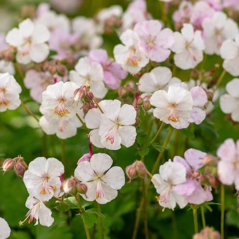 Lot de 3 géraniums cantabrigiens Biokovo (Géranium cantabrigiens) à fleurs blanches et roses. Rustiques. Hauteur : 10-20 cm. Pot de 9 x 9 cm. (1/5)