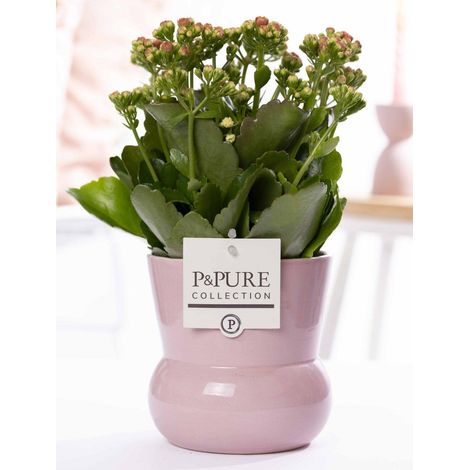 Kalanchoé Rose Plante d'Intérieur Fleurie avec Vase en Céramique Rose Ø12 cm H27 cm - PANGIVO