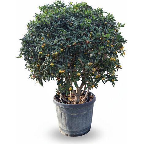 Laurier australien Pittosporum tobira – Arbuste ornemental à (1/5)