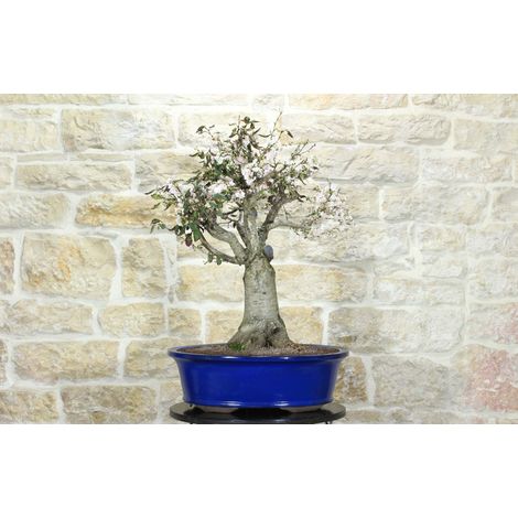 Bonsai di Ciliegio da fiore Serrulata (7)