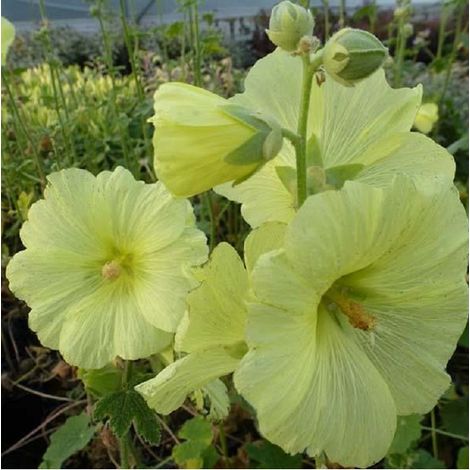 4 x Rose trémière  - Alcea rosea 'Aurea'  - godet 9x9 cm