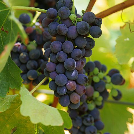 Vigne 'Marechal Foch' Pot de 2L/3L (1/2)
