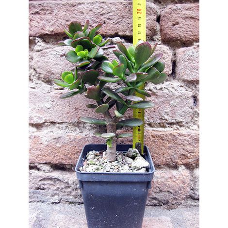 Crassula portulacea 20 cm, cactus, pianta grassa