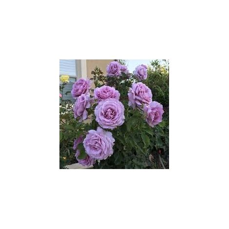 Rosier Barni Love Song buisson remontant parfumé ornemental