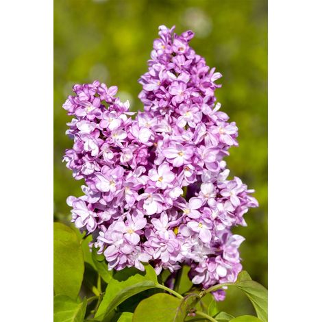 Edelflieder 'Andenken an Ludwig Späth' Syringa vulgaris 'Andenken an Ludwig Späth' 3L 40- 60 (1/5)