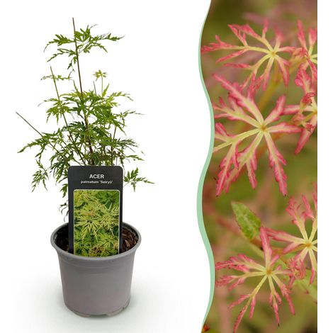 Érable du Japon Acer palmatum Seiryu - Plante de Jardin et Terrasse - Vert - Pot 12cm H35cm - PANGIVO (1/5)
