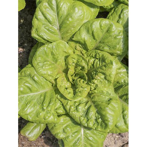 Laitue 'Romaine Verte Grasse' le sachet de 500 graines (1/2)