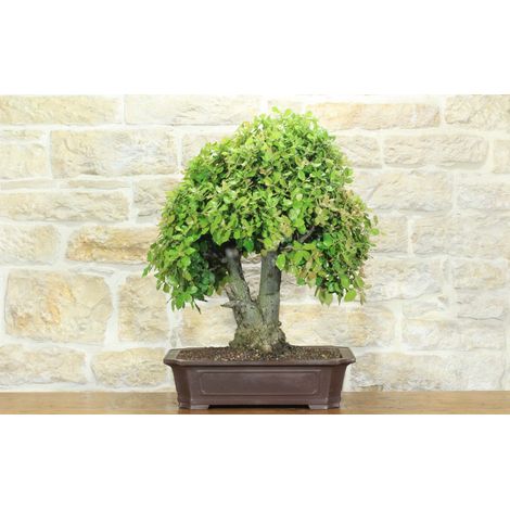 Bonsai di Quercia - Leccio (95) (1/5)