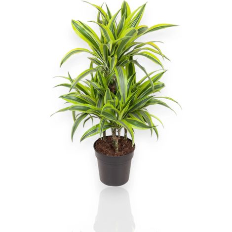 Gardenaria Dracaena fragrans 'Lemon Lime' - Pianta da interno ornamentale - Altezza: 130/140 cm (vaso 22)